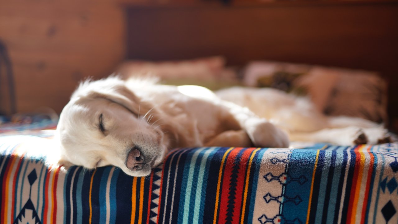 Hunde sind echte Vielschläfer und brauchen ihre Auszeit regelmäßig.
