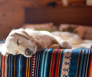 Wie lange schlafen Hunde? So viel Schlafbedarf haben sie