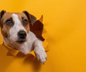 Zeig uns, ob du diese Hunderassen an nur einem Bild erkennst