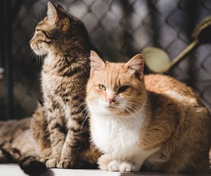 Katze oder Kater: Diese Unterschiede solltest du kennen