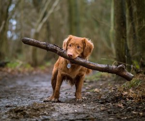 Mit der größten Beißkraft: Diese fünf Hunderasse solltest du kennen