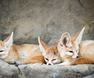 Fennek als Haustier: Darfst du den Wüstenfuchs halten?