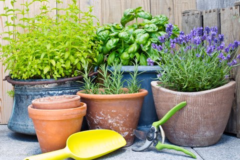 Fr Balkon & Garten: Diese 9 Pflanzenarten sind besonders bienenfreundlich