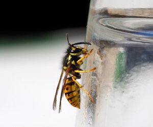 Wespen nerven dich? Dann ist dieser Trick deine Rettung im Sommer!