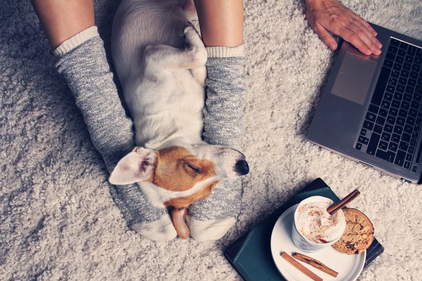 Hund liegt auf den Beinen