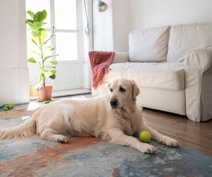 Wuff, ich meine es gut: So zeigen Hunde ihre friedlichen Absichten