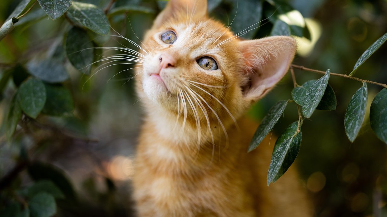 Einige Pflanzen sind für Katzen giftig.