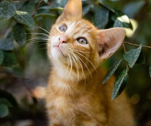 Eukalyptus für Katzen – Vorsicht vor der Giftfalle
