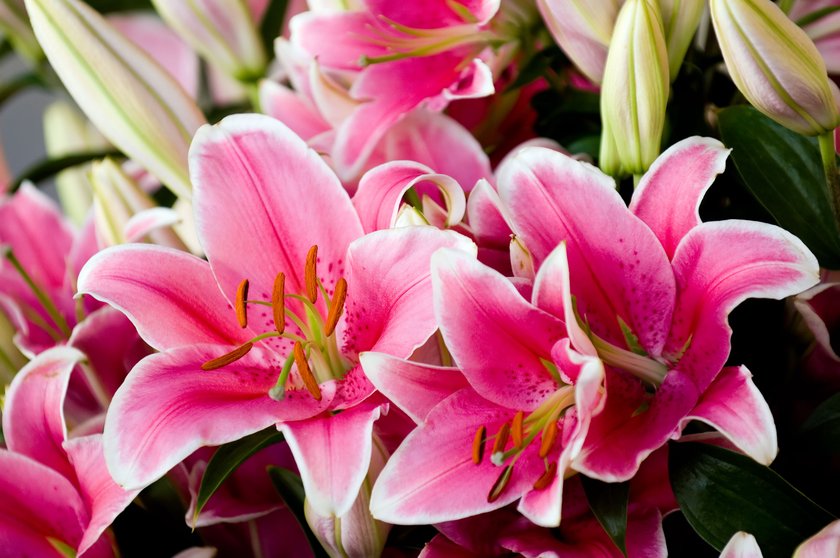 Blumen und ihre Bedeutung: Lilie