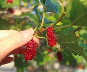 Maulbeeren in der Schwangerschaft: Darf ich davon kosten?