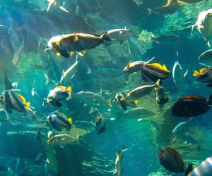 Was fressen Fische und wo finden sie Nahrung?