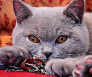 Ein Charmeur mit großen Pfoten: Wie alt wird die Britisch Kurzhaar-Katze?