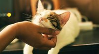 Dürfen Katzen Salami essen? Das solltest du beachten