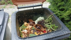 Mit diesen 5 Hausmitteln werdet ihr Maden in der Biotonne los