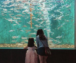 Haben Fische Ohren? Das Gehör der Meeresbewohner