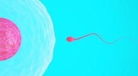 Die Befruchtung - Wenn Eizelle und Spermium verschmelzen