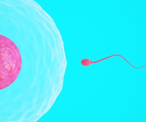 Die Befruchtung - Wenn Eizelle und Spermium verschmelzen