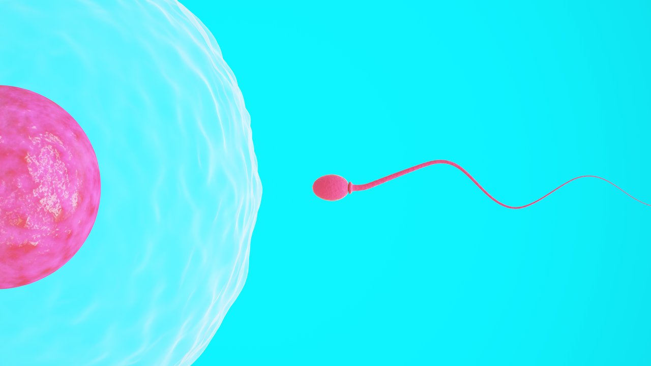 Befruchtung Ablauf Eizelle Schwangerschaft