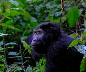 Wo leben Gorillas? Die Heimat der „sanften Riesen“