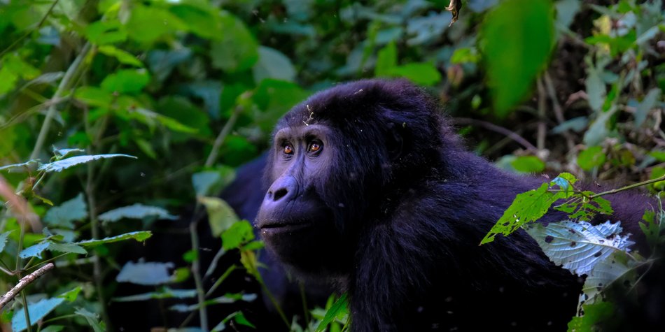 Wo leben Gorillas? Die Heimat der „sanfte Riesen“