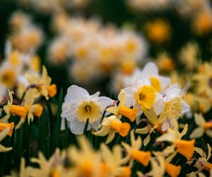 Wunderschöne Frühblüher: Sind Narzissen giftig? 