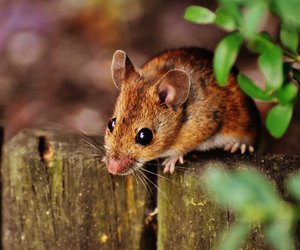 Mäuse-Arten: Diese Nager solltest du kennen
