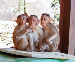 Freizeitidee für Daheimgebliebene: Hier ist der Zoo-Besuch am preisgünstigsten