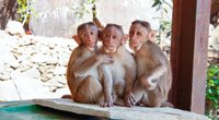 Freizeitidee für Daheimgebliebene: Hier ist der Zoo-Besuch am preisgünstigsten