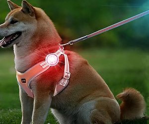 Gassi im Winter? Mit diesem Bestseller-Gadget von Amazon bleibt dein Hund im Dunkeln sichtbar