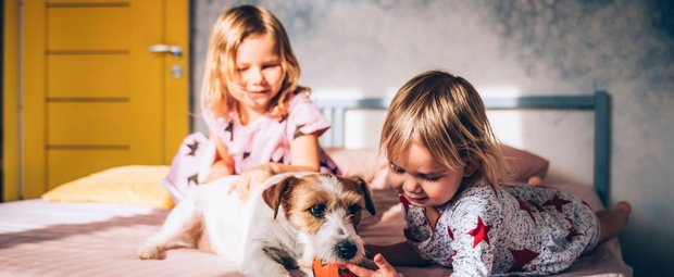 Gadgets, um Hunde drinnen zu beschäftigen