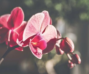Wann blühen Orchideen?