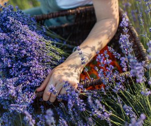 Lavendeltee in der Stillzeit: Gefährlich oder erlaubt?