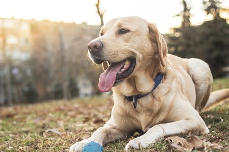 Labrador Labrador