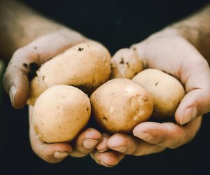 Kann man keimende Kartoffeln noch essen oder sind sie giftig?