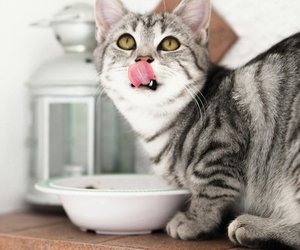 Dürfen Katzen Haferflocken essen?