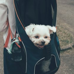 Praktisch: Dürfen Hunde in einer Tasche mit in den Supermarkt?