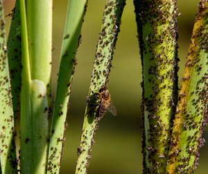 Diese 5 Hausmittel befreien Pflanzen von Blattläusen