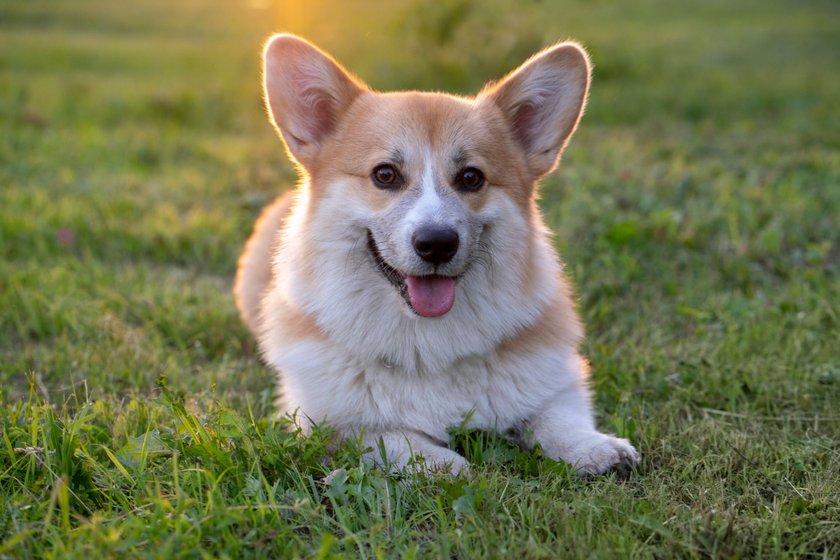 Welsh Corgi Pembroke