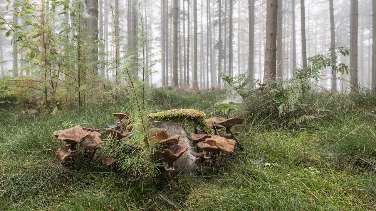 Pilze leben in riesigen Netzen unter der Erde, nur der Kopf ist für uns sichtbar.