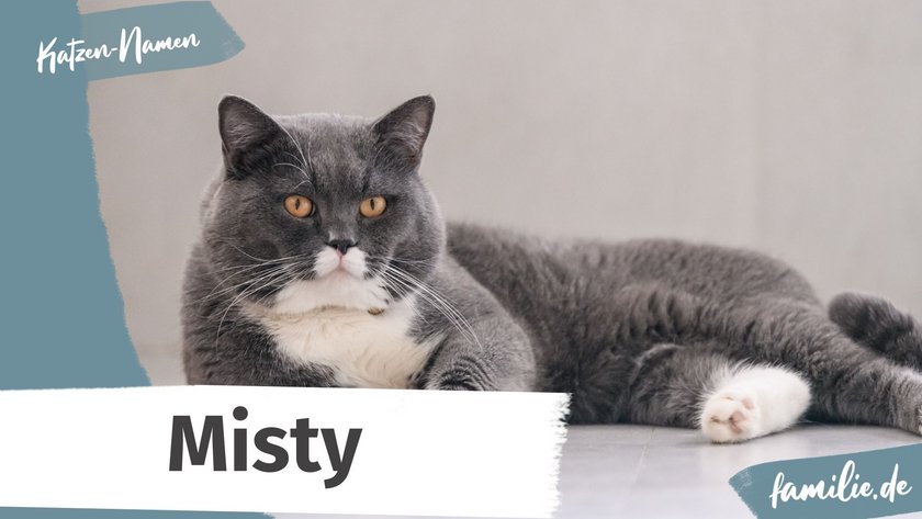 Namen für graue Katzen: Misty