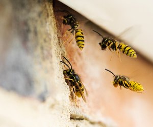 Vorsicht Wespen: Darum sind sie dieses Jahr (scheinbar) so wild