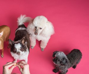 Dürfen Hunde Nektarinen fressen? Hier ist Vorsicht geboten