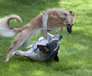 Whippet Größe: Wie groß sind diese Hunde eigentlich?