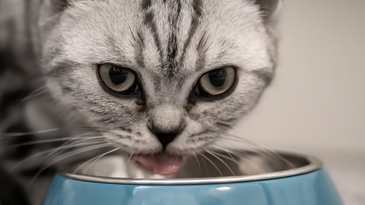 Hin und wieder eine kleine Menge an Ananas auf dem Futter schadet der Katze nicht. 