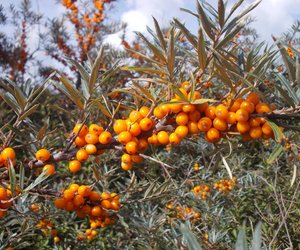 Sanddorn&#x20;in&#x20;der&#x20;Schwangerschaft&#x3A;&#x20;Was&#x20;kann&#x20;die&#x20;Heilpflanze&#x3F;