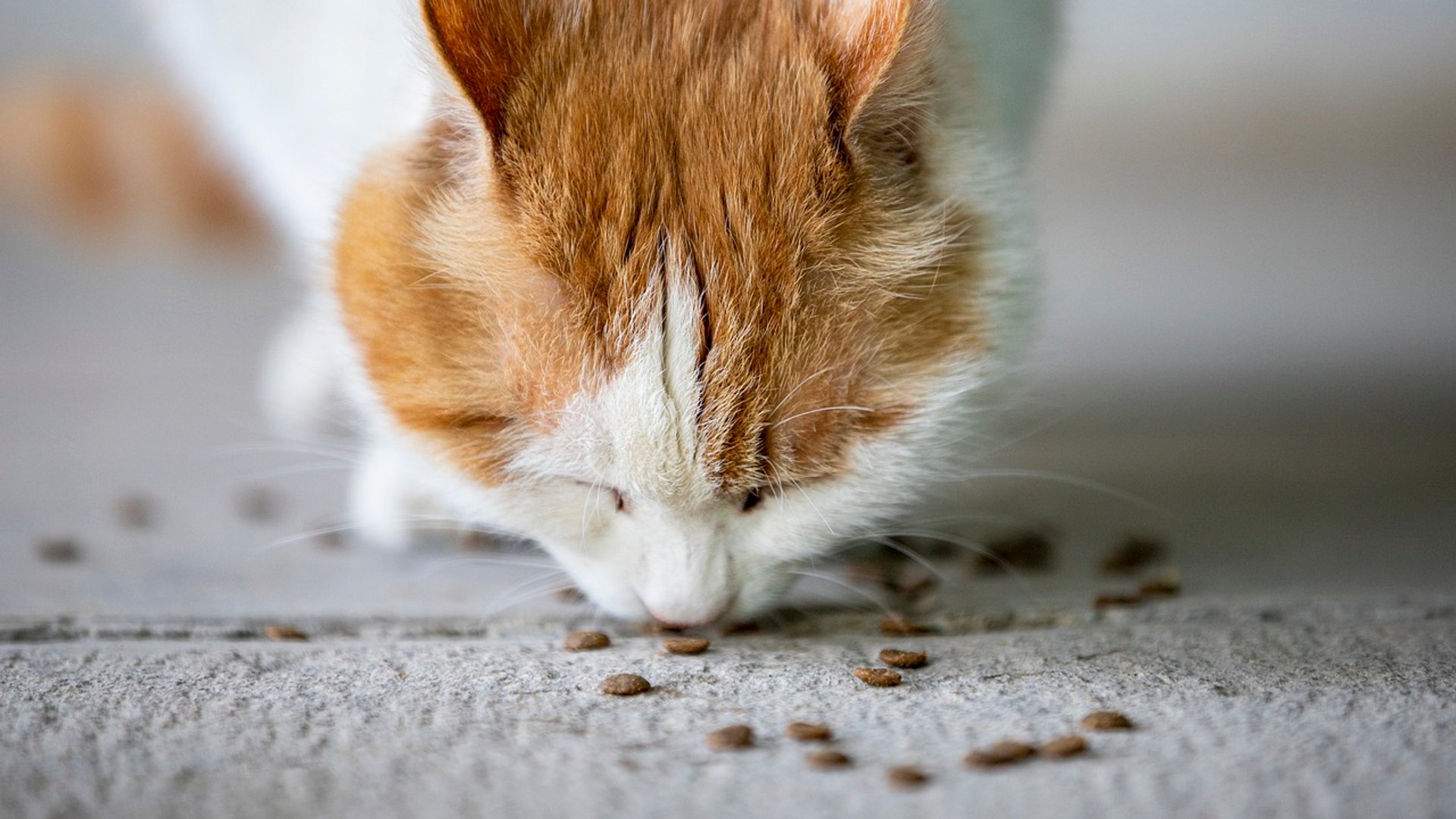 Dürfen Katzen Kartoffeln essen? Beachte diese Umstände