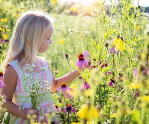 Sonnenhut: Ist die beliebte Pflanze giftig?