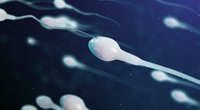 Spermienqualität verbessern: Was Spermien guttut – und was nicht