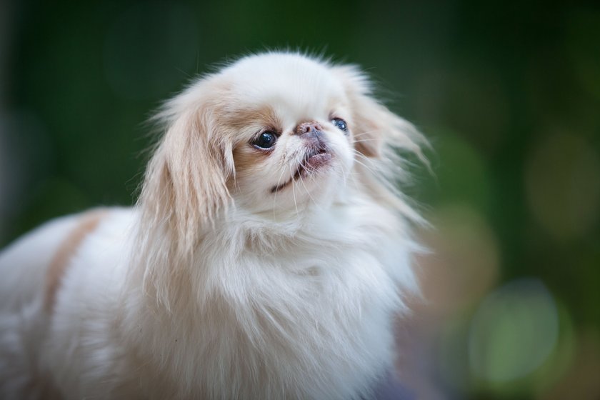 Japanese Chin