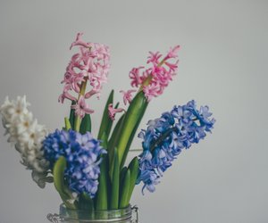 Gefahr auf der Blumenwiese: Ist die Hyazinthe giftig?